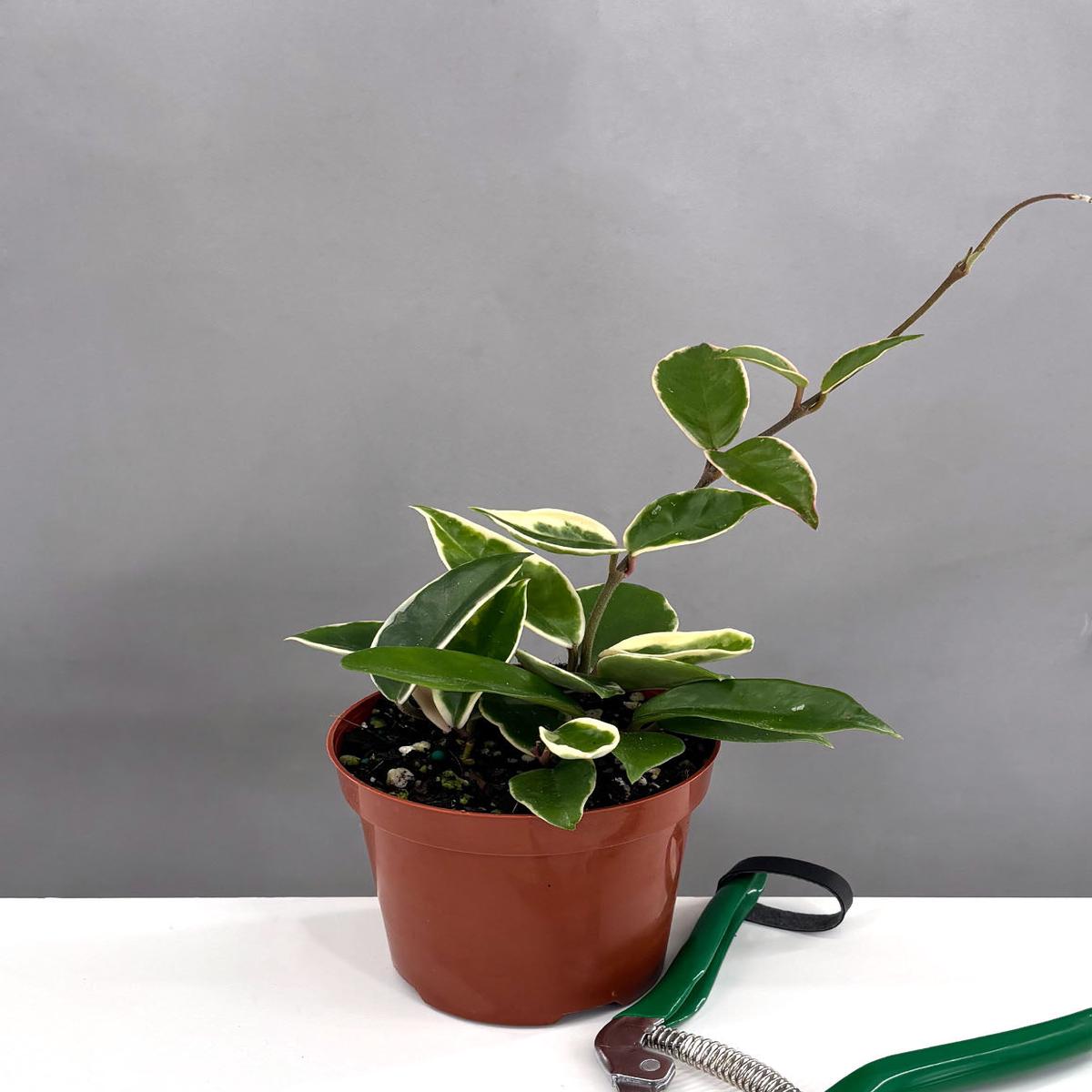 Hoya Krimson Queen