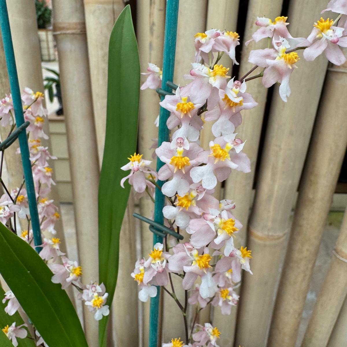 Oncidium Misaki Twinkle Obry (4" Pot) - Buds