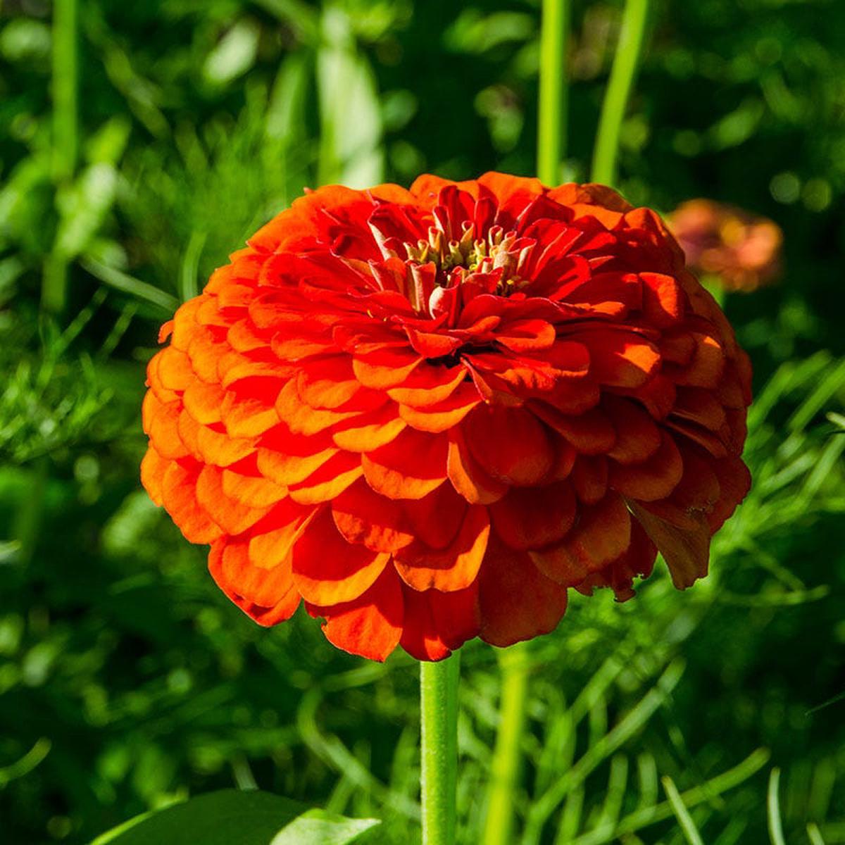 Orange King Zinnia Seeds