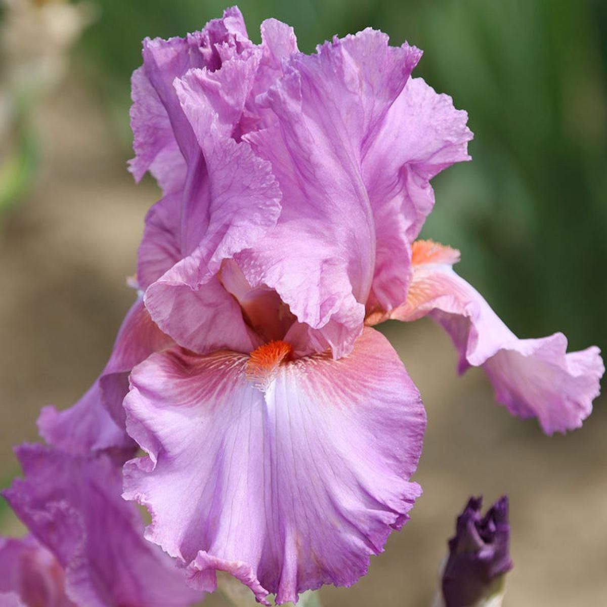 Persian Berry Reblooming Bearded Iris