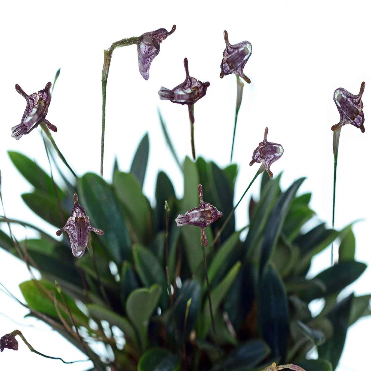 Porroglossum dalstroemii (Big)