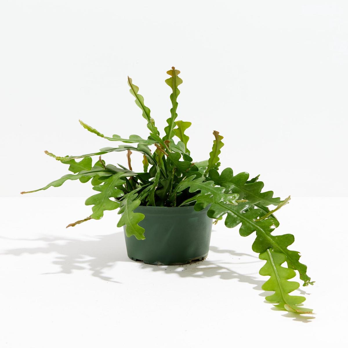 Ric Rac Cactus