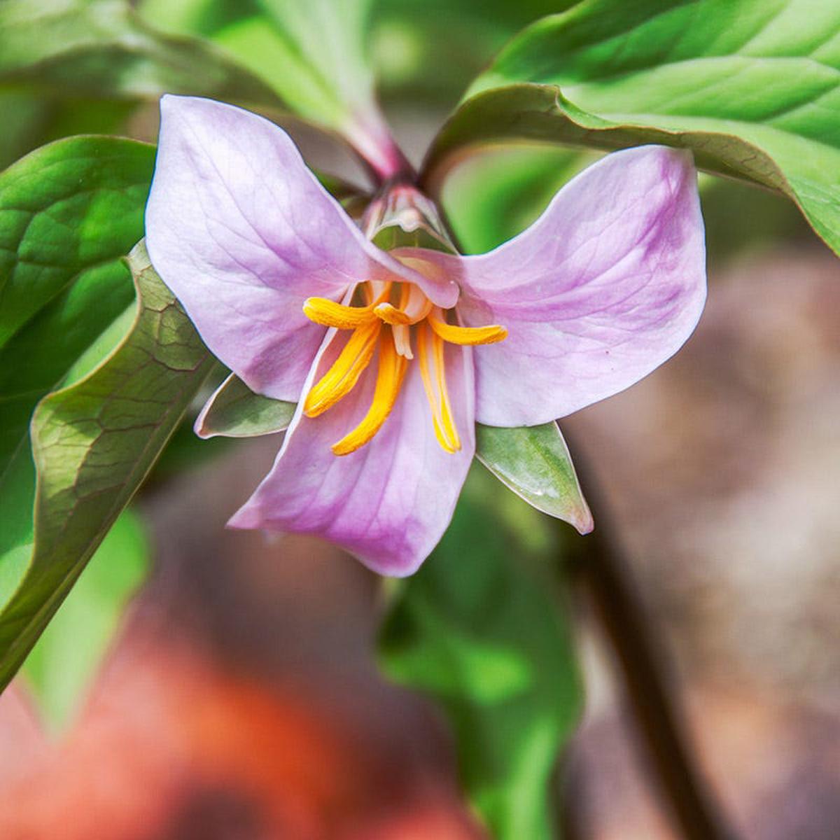 Rose Trillium
