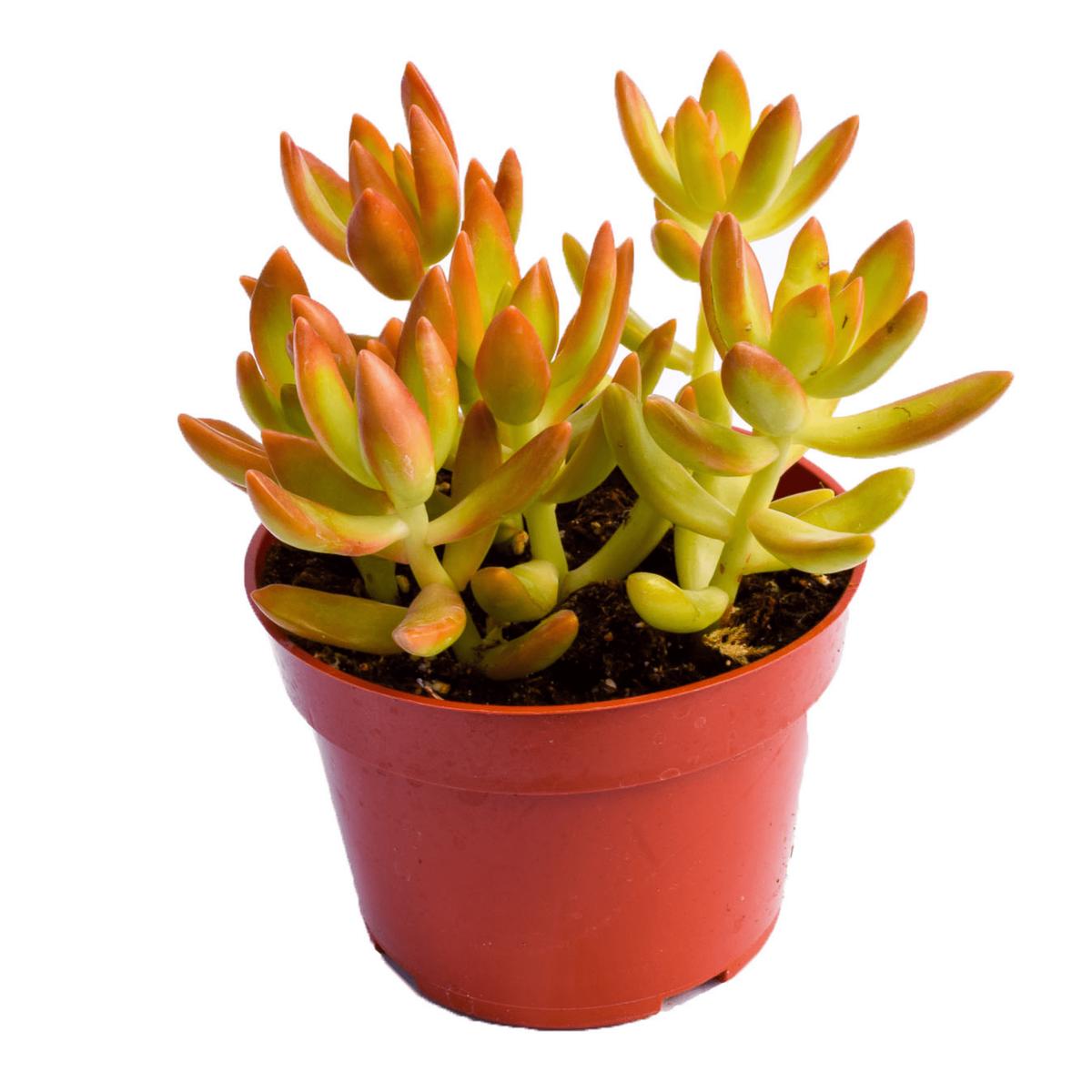 Sedum Nussbaumerianum