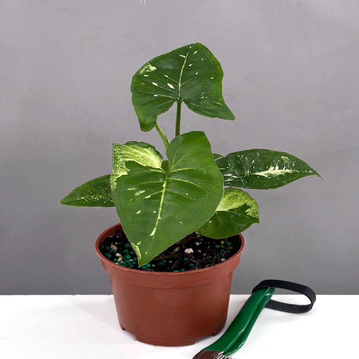 Syngonium Panda Galaxy