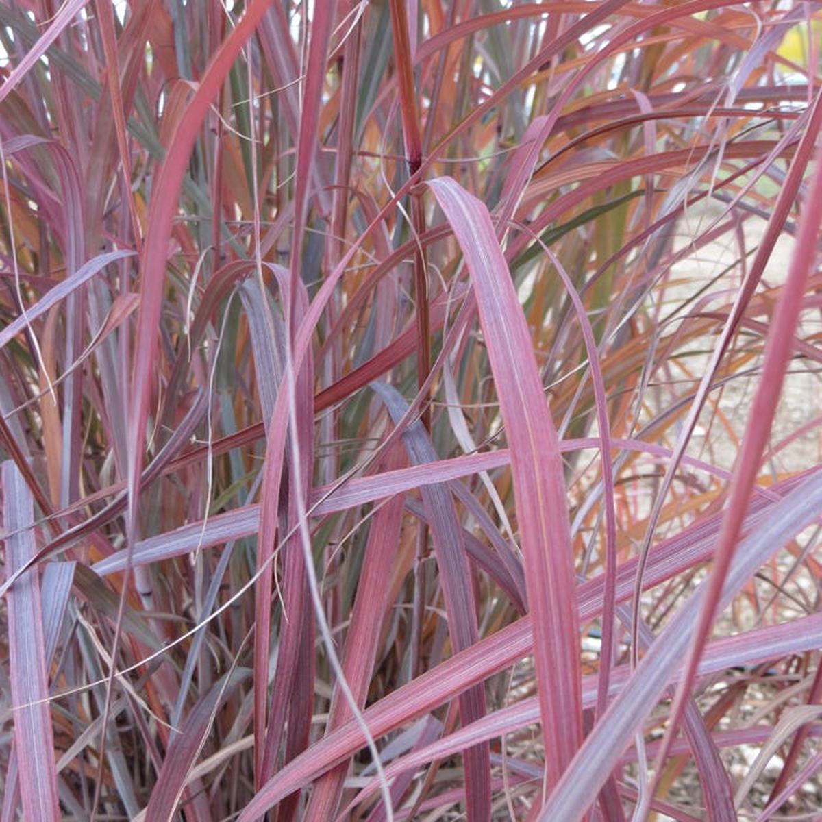 Windwalker Big Bluestem Grass