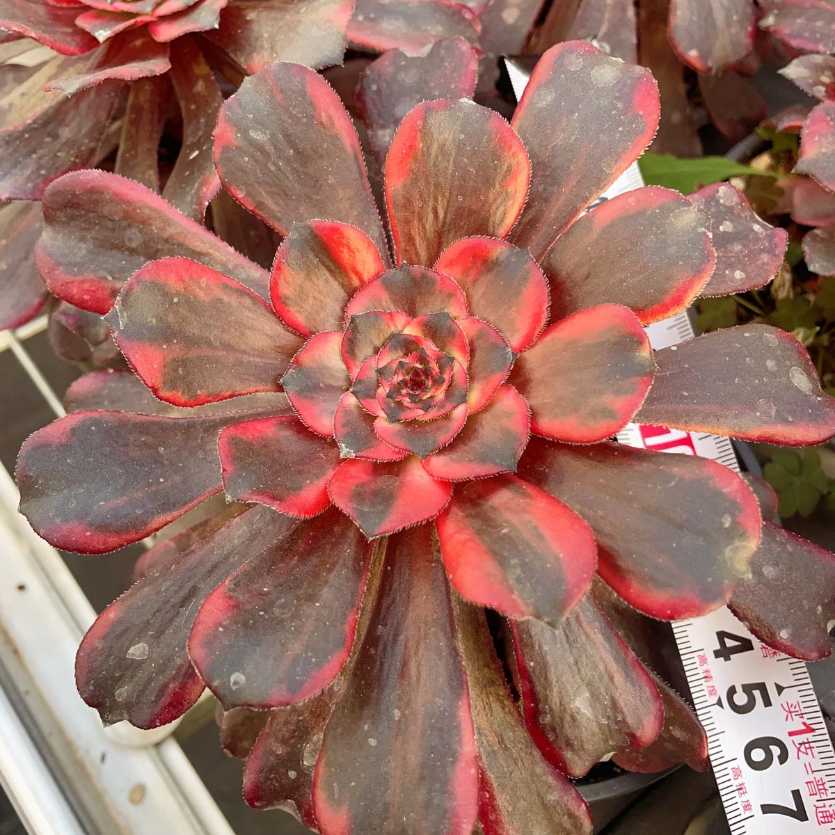 Aeonium Burning CloudsCutting13cm