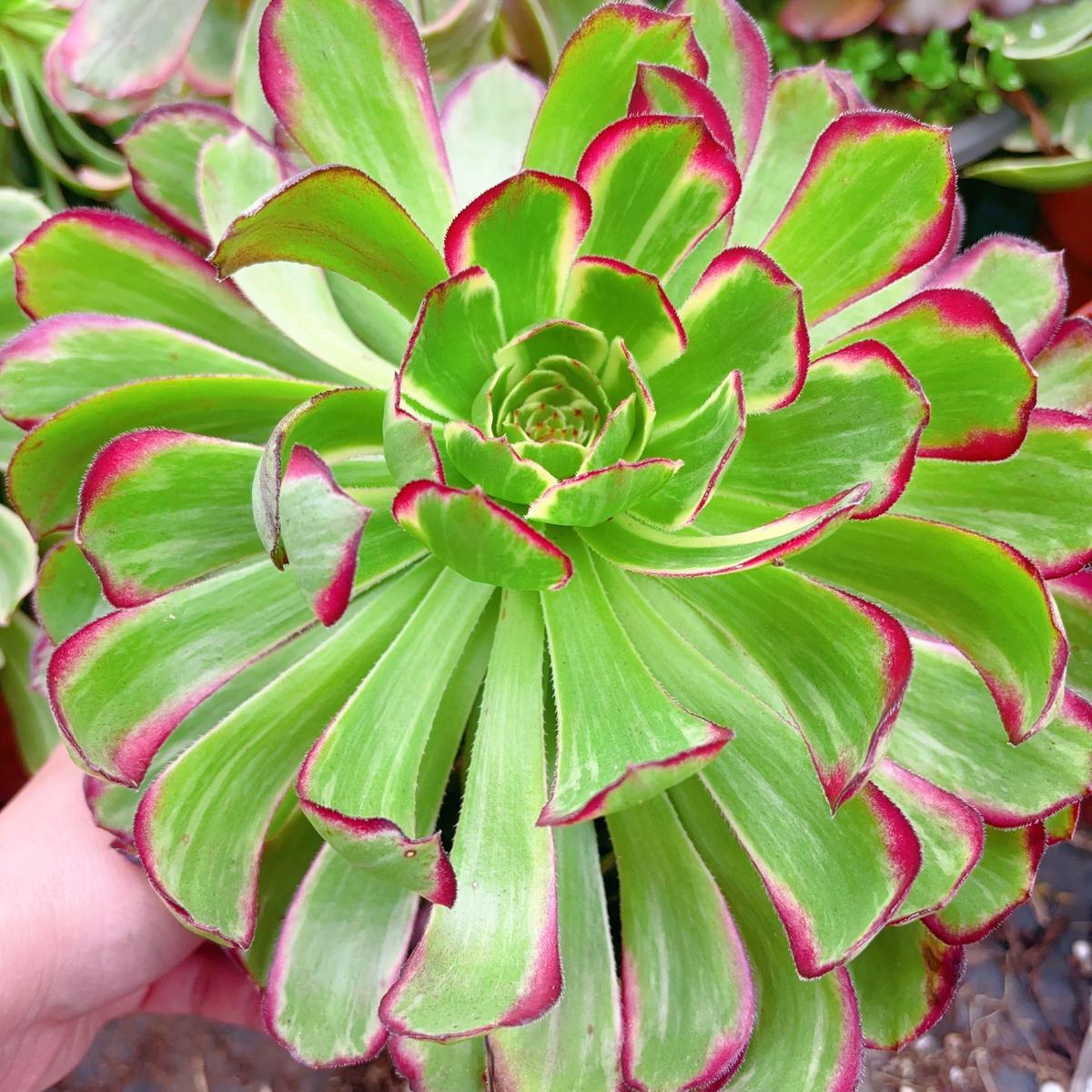 Aeonium Chang`eCutting 10cm