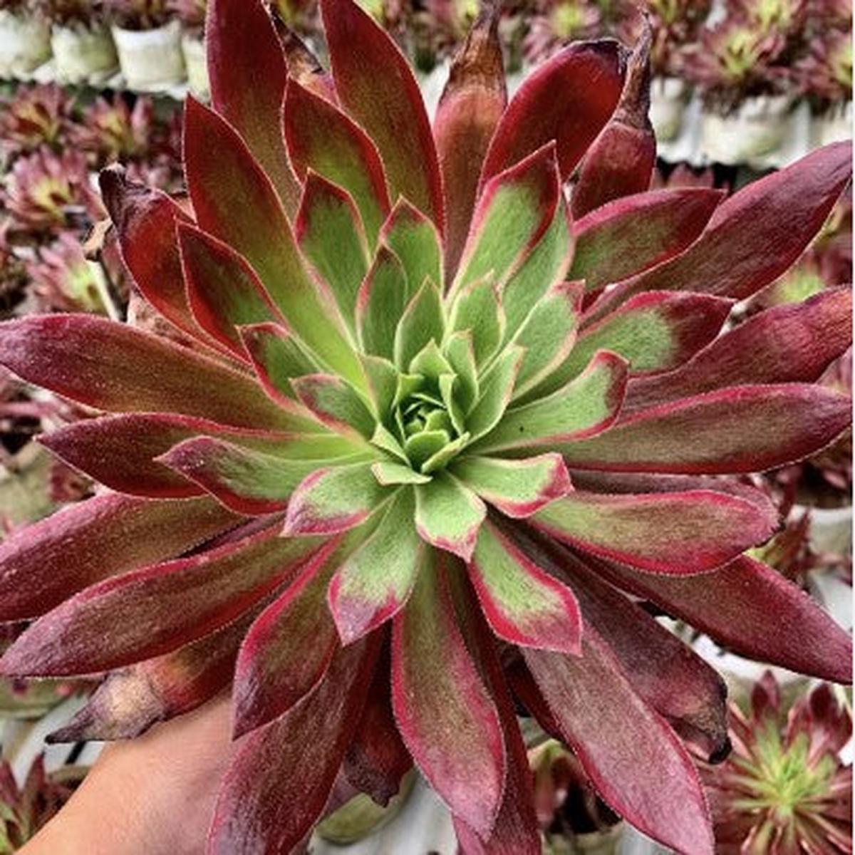 Aeonium PeacockSingle Head With Root 13cm