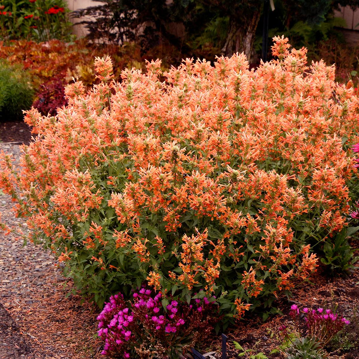 Agastache Poquito Orange PP (Agastache hybrid)