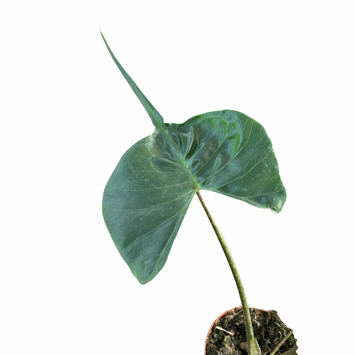 Alocasia macrorrhizos 'Stingray'