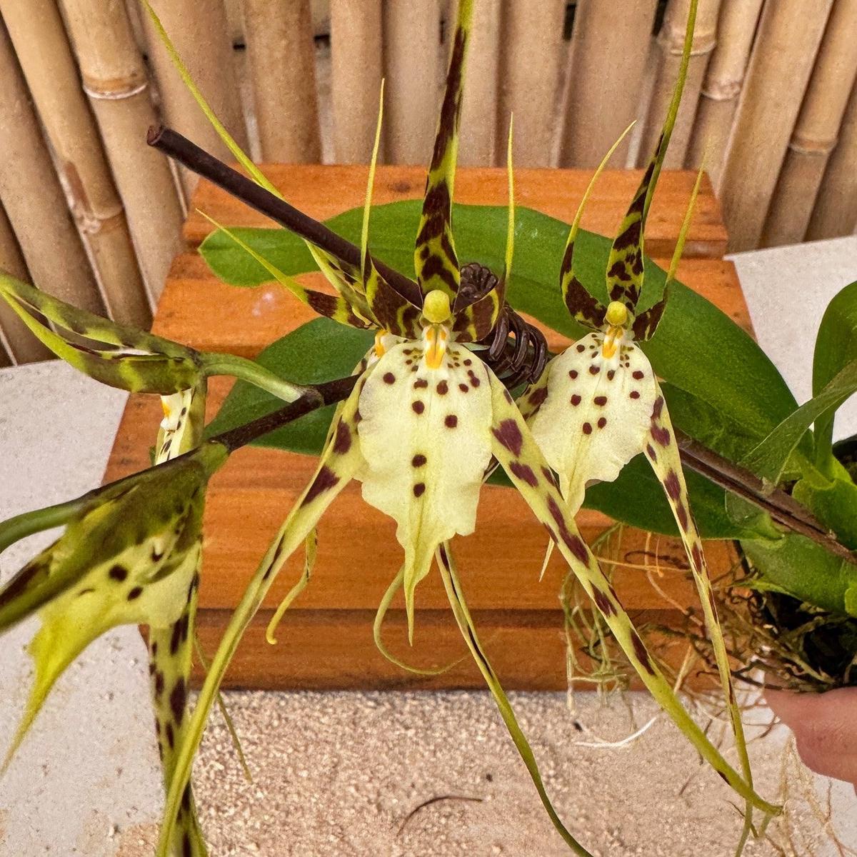 Brassia Aunty Diana Aki 'Malika' (4"Pot) - Buds