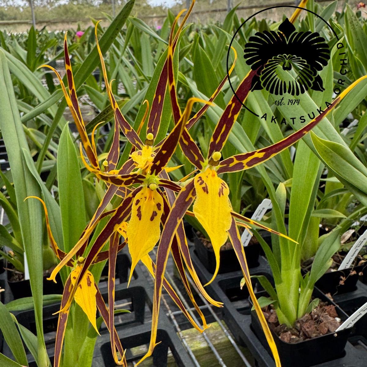 Brsa. Daddy Long Legs 'Fred Schwartz' (4" pot) - Buds