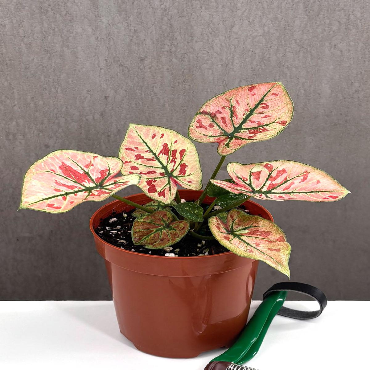 Caladium Bicolor Strawberry Star