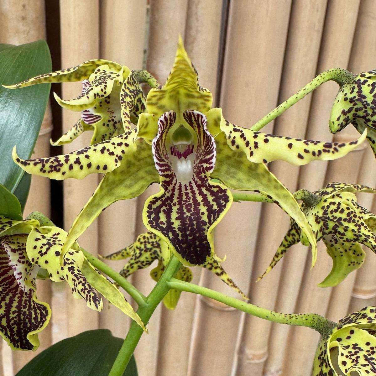 Den. alexandrae x sib (5.5" Pot) - Buds