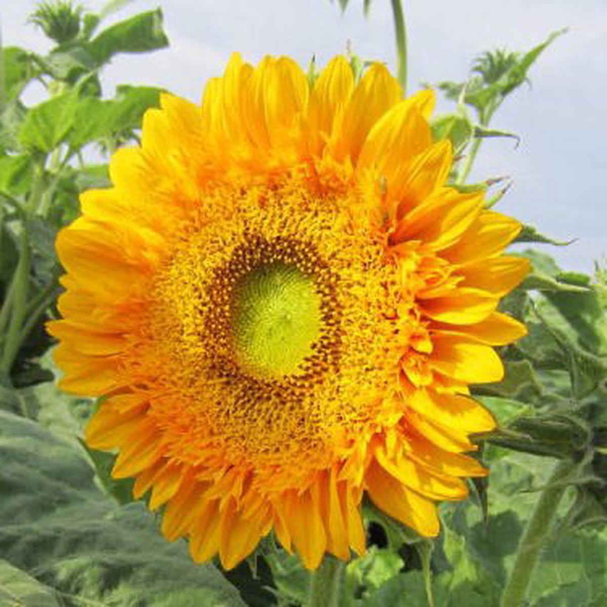 Double Sun Sunflower Seeds