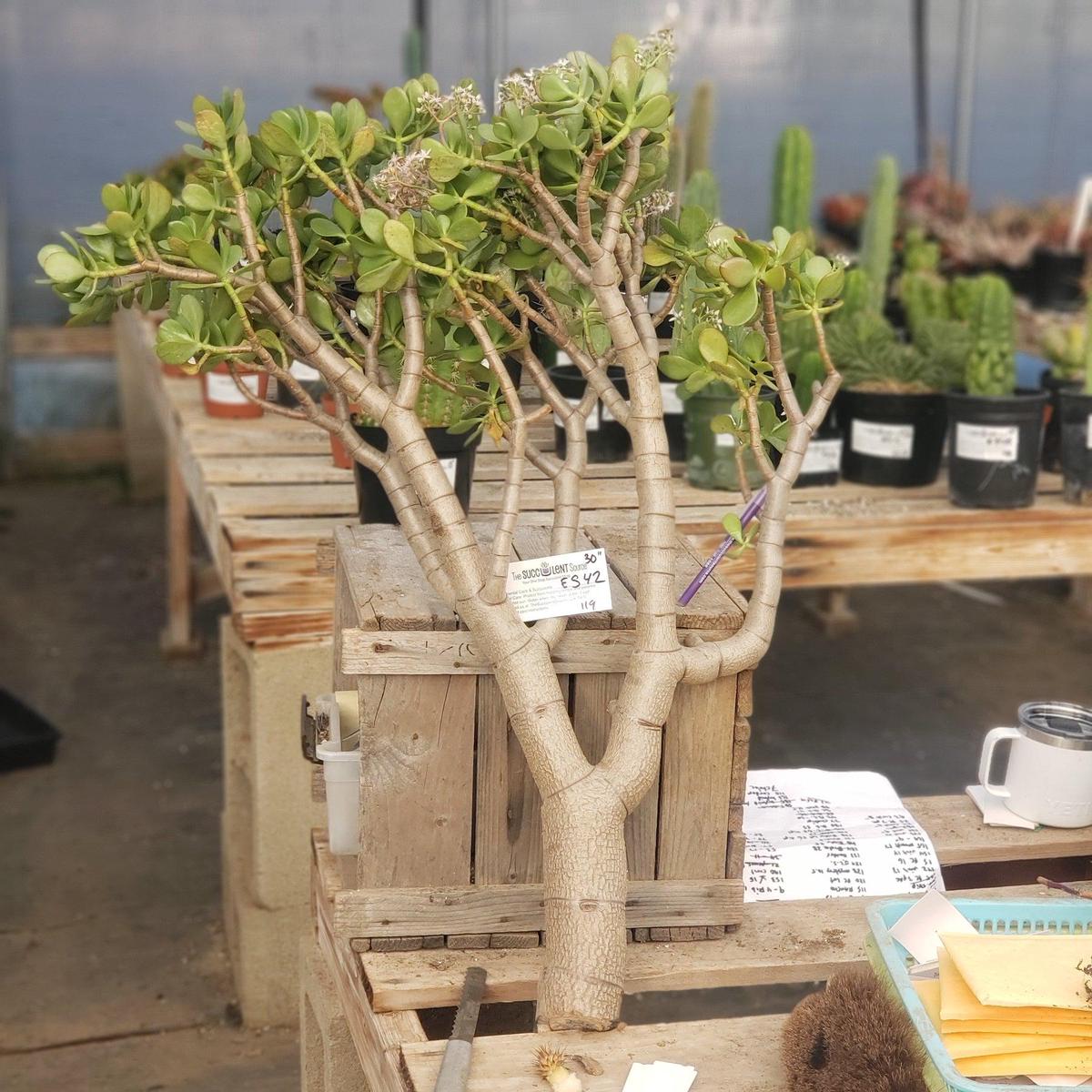 #ES42-Crassula Ovata Jade Cutting 30"