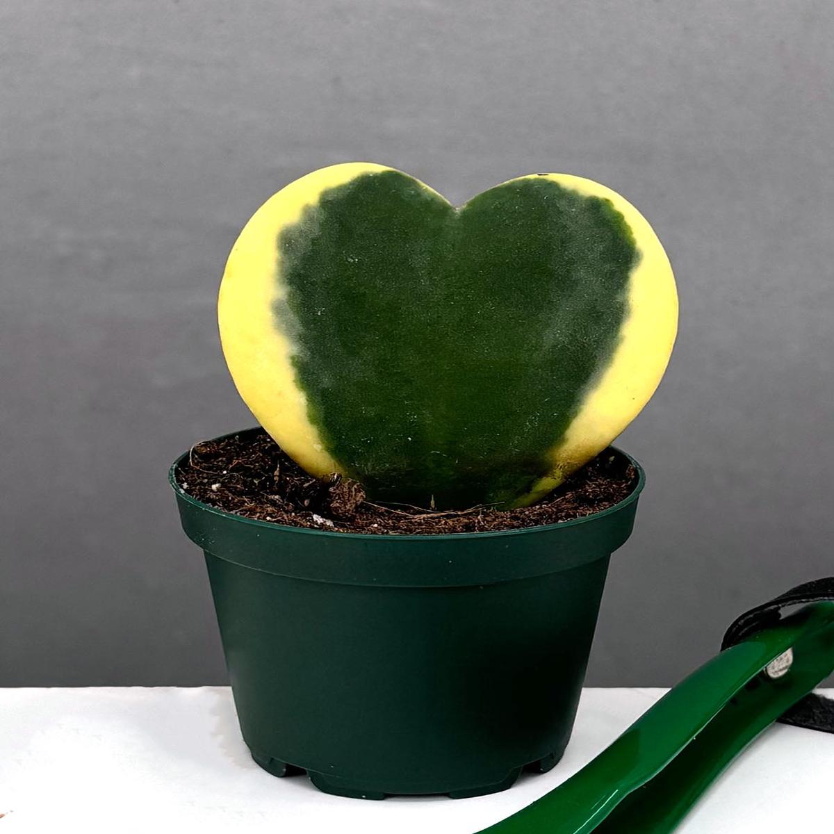 Hoya Kerrii Leaf Variegated