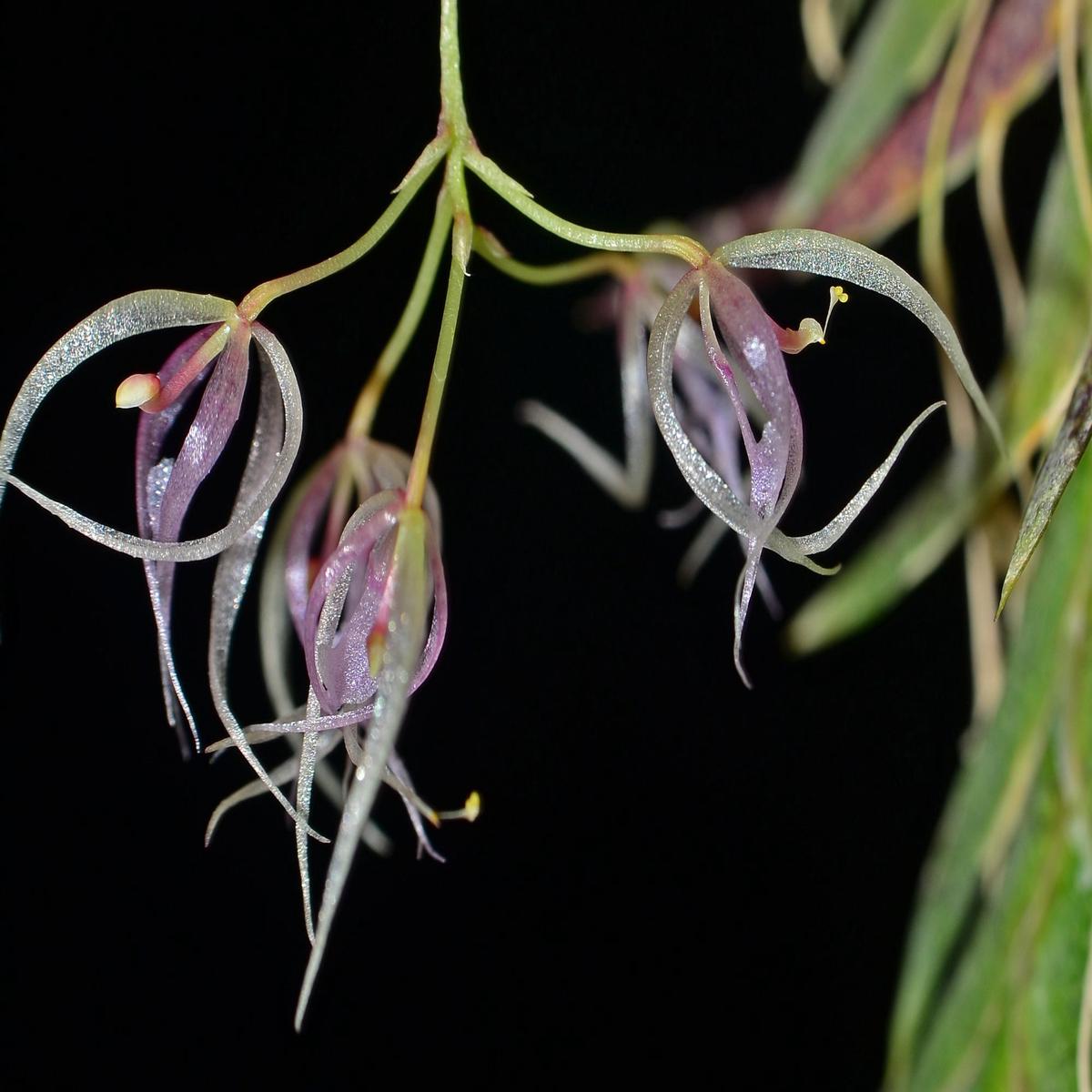 Macroclinium dalstroemii