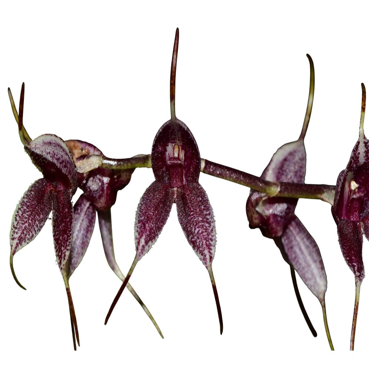 Masdevallia dalstroemii