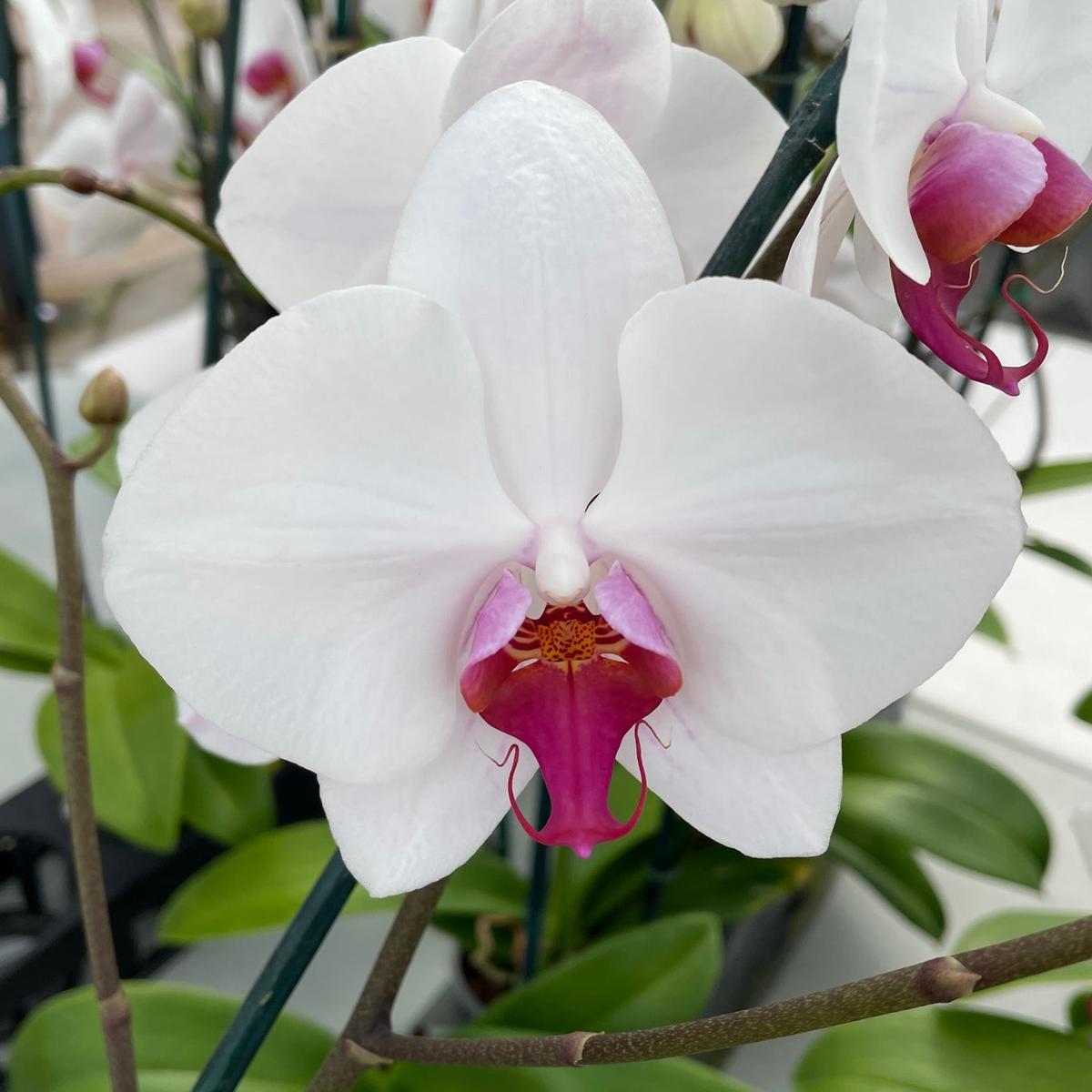 Phal. Splendid