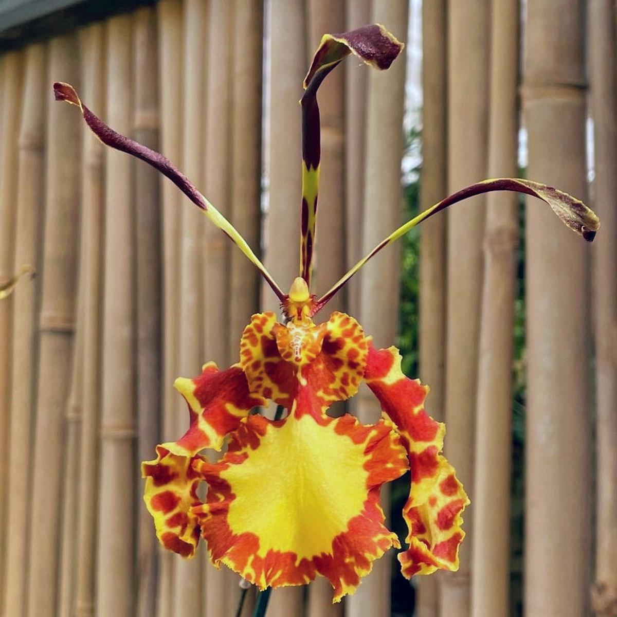 Pyps. Mariposa (4" Pot) - Spiking