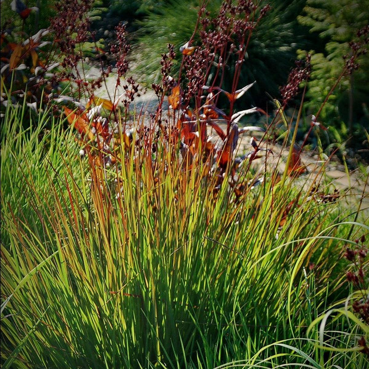 Rain Dance Big Bluestem Grass