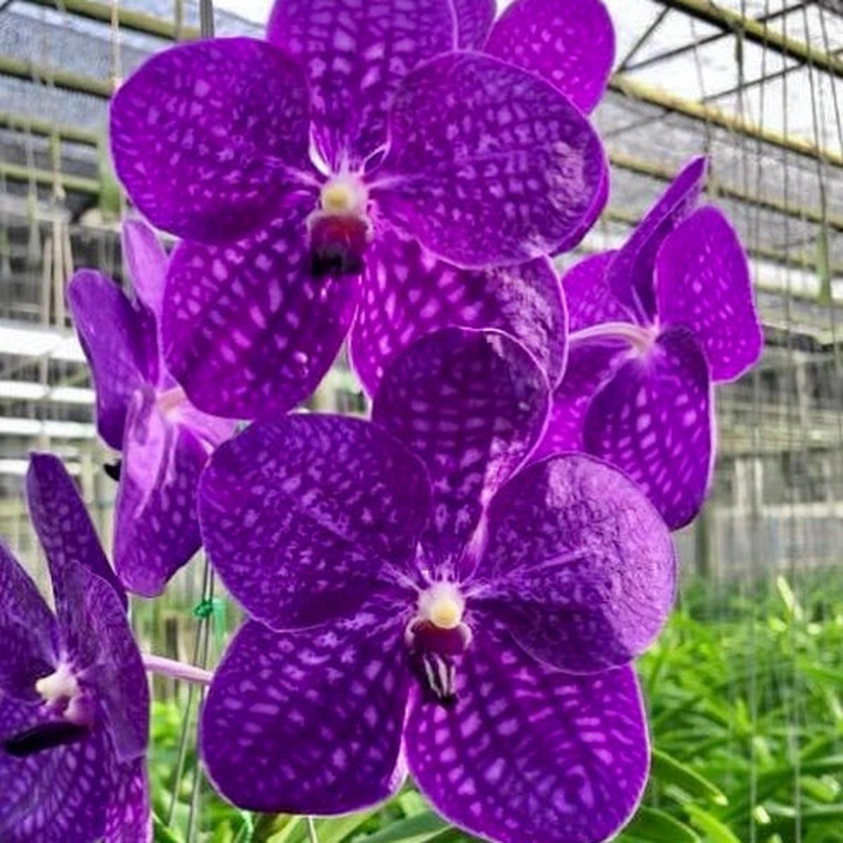 Vanda Somsri Glory 'Blue' - Buds