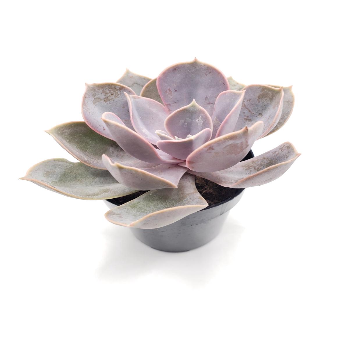 2.5" PERLE VON NUREMBERG