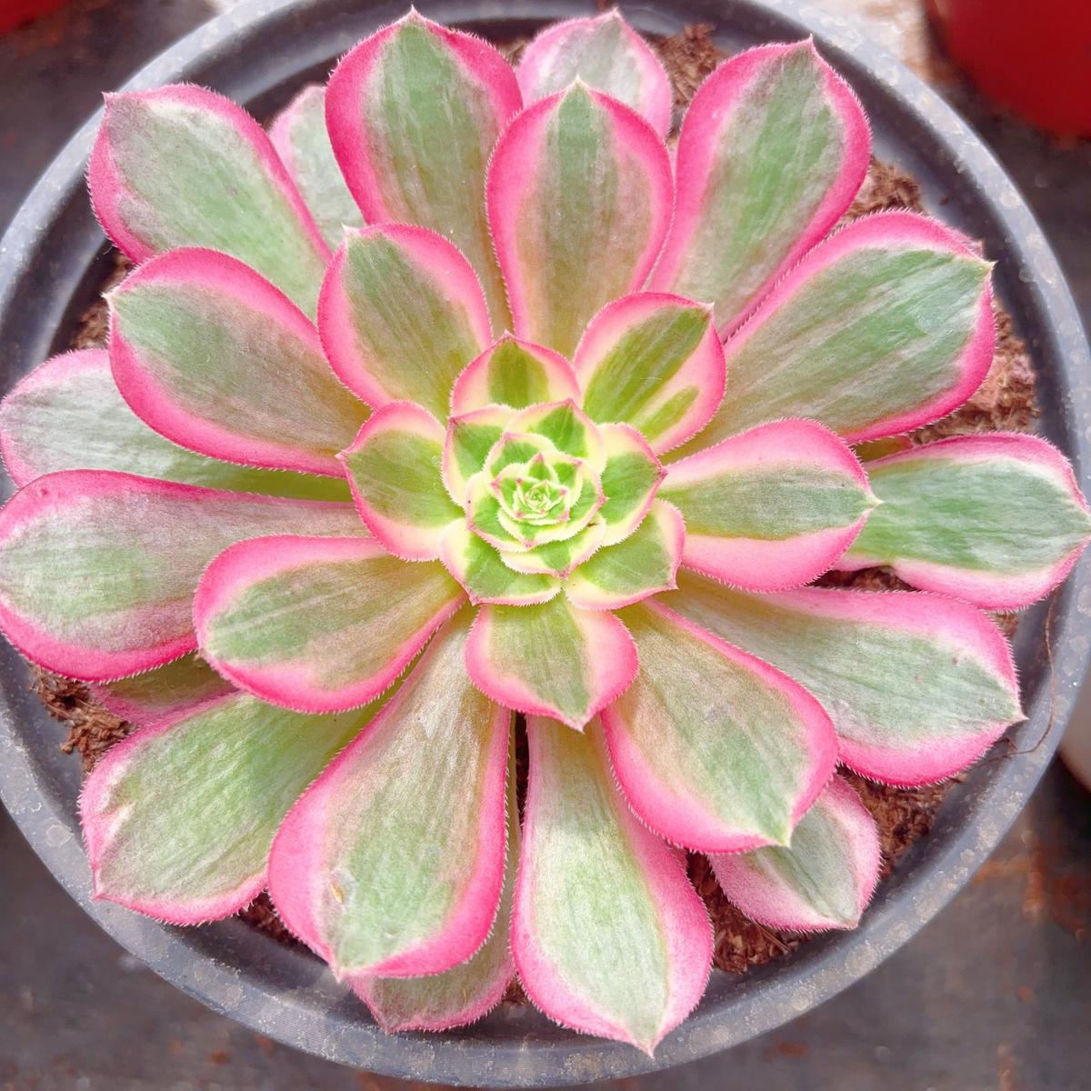 Aeonium Peacock PlumeSingle Head 13cm