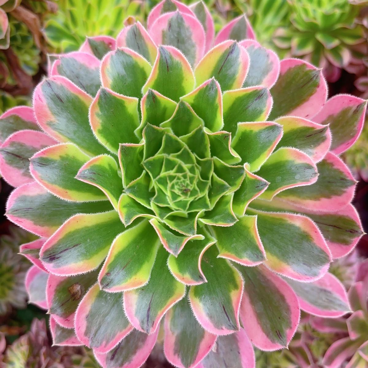 Aeonium SunsetCuttingAbout 10-13cm