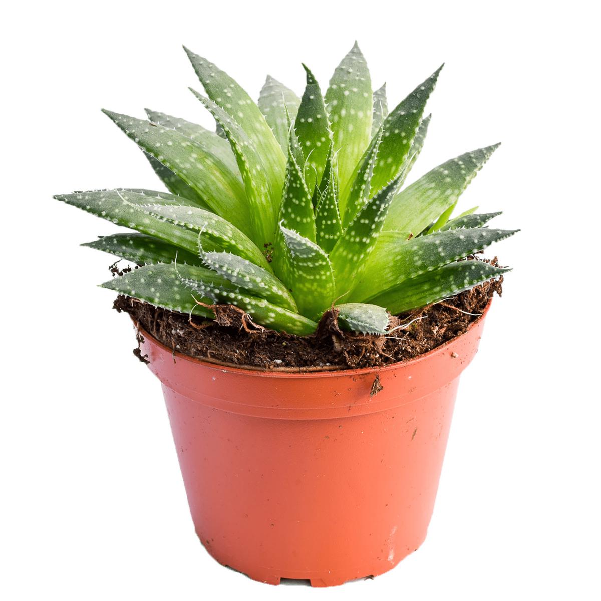 Aloe Aristata
