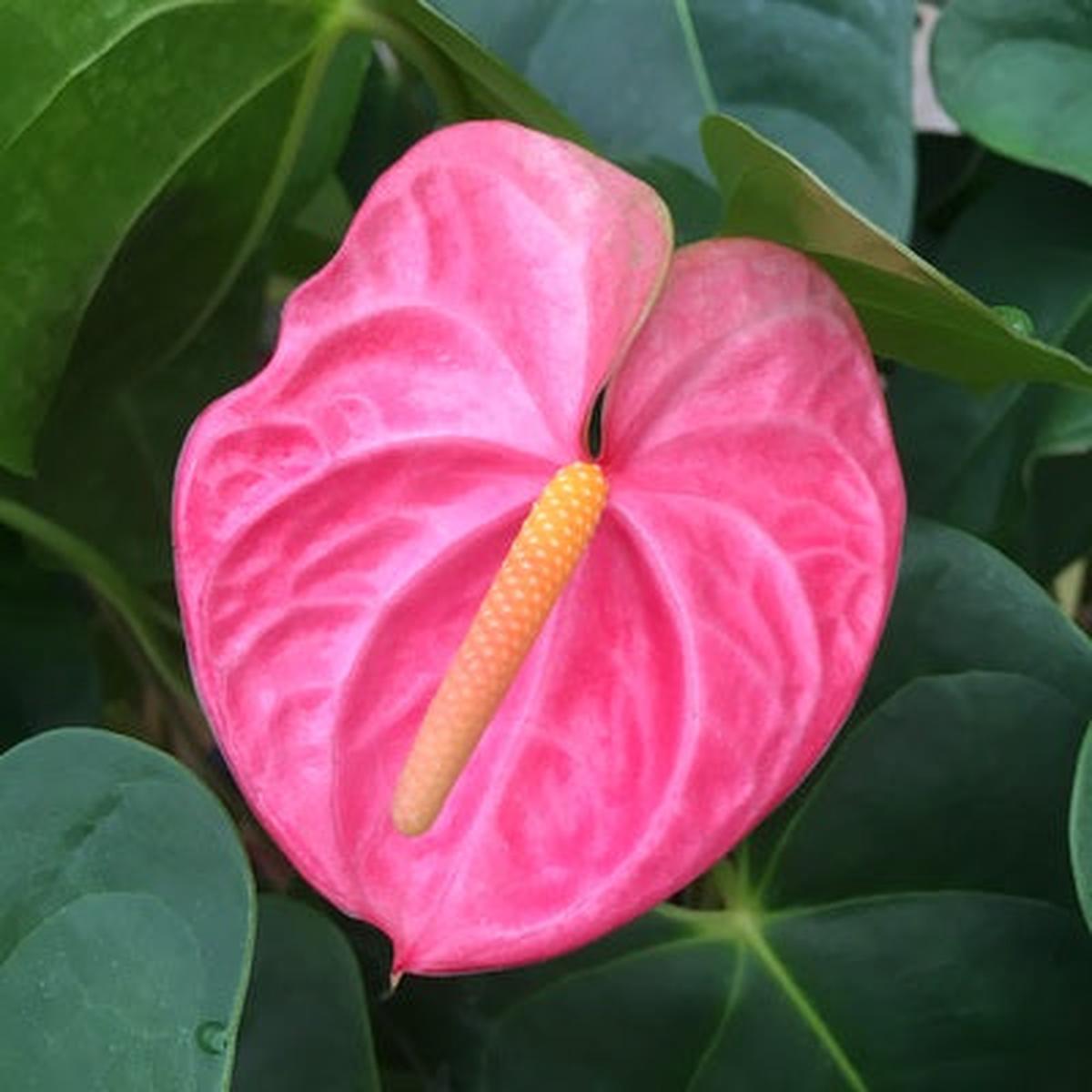 Anth. Pink Obake - 4" Pot