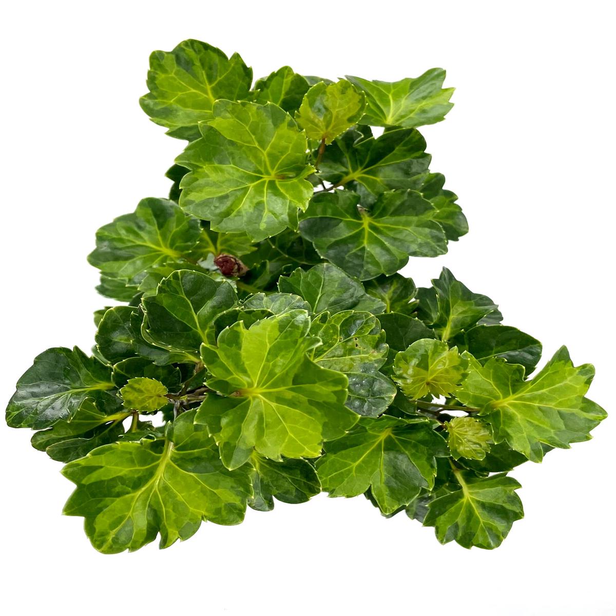 Aralia Balfour Lemon Lime Stump