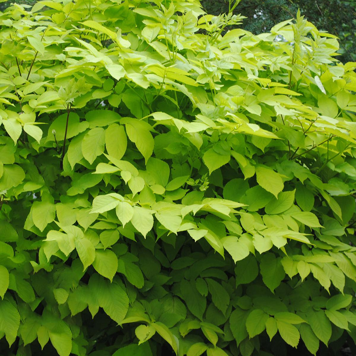 Aralia Sun King (Aralia cordata)