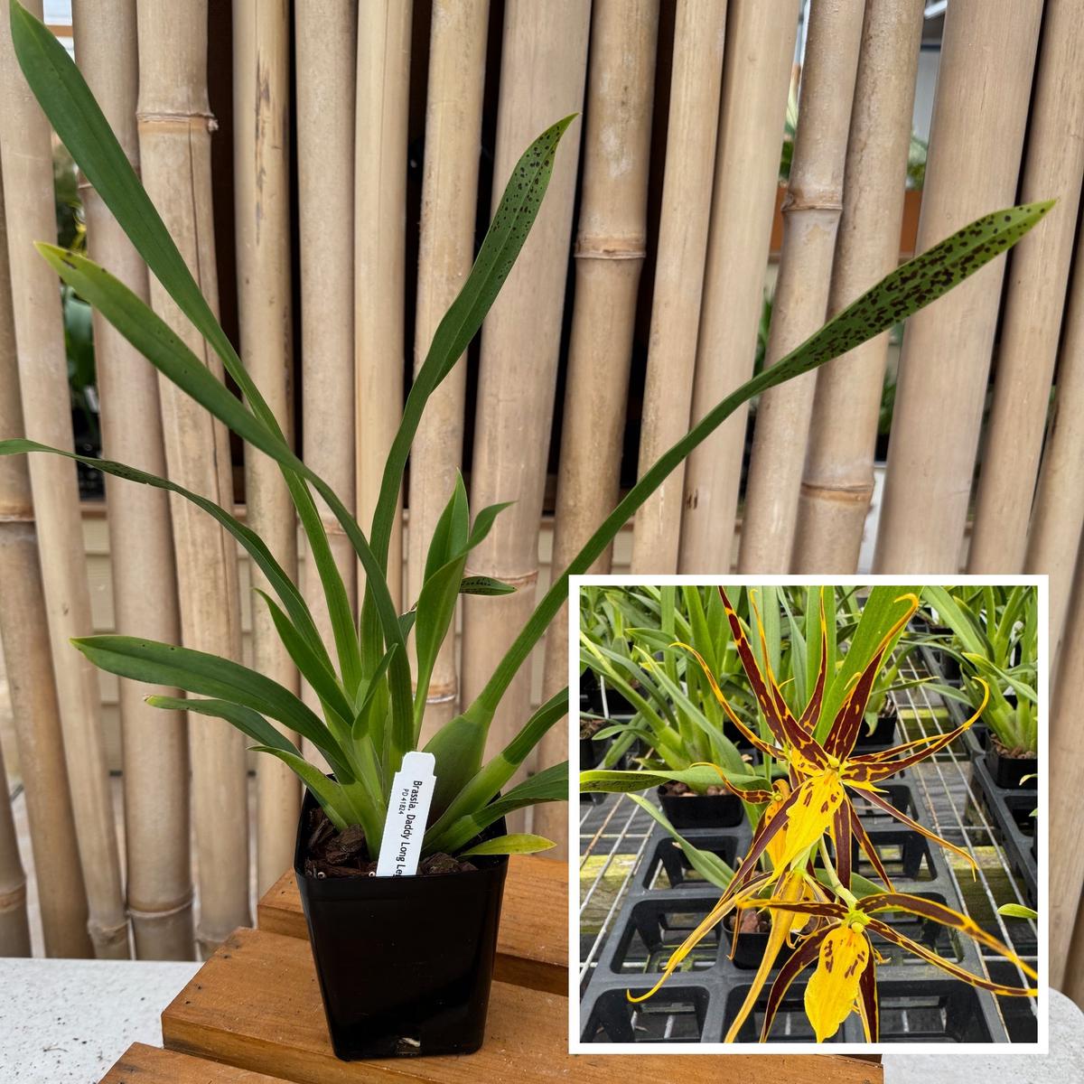 Brsa. Daddy Long Legs 'Fred Schwartz' (4" pot) - Not Blooming