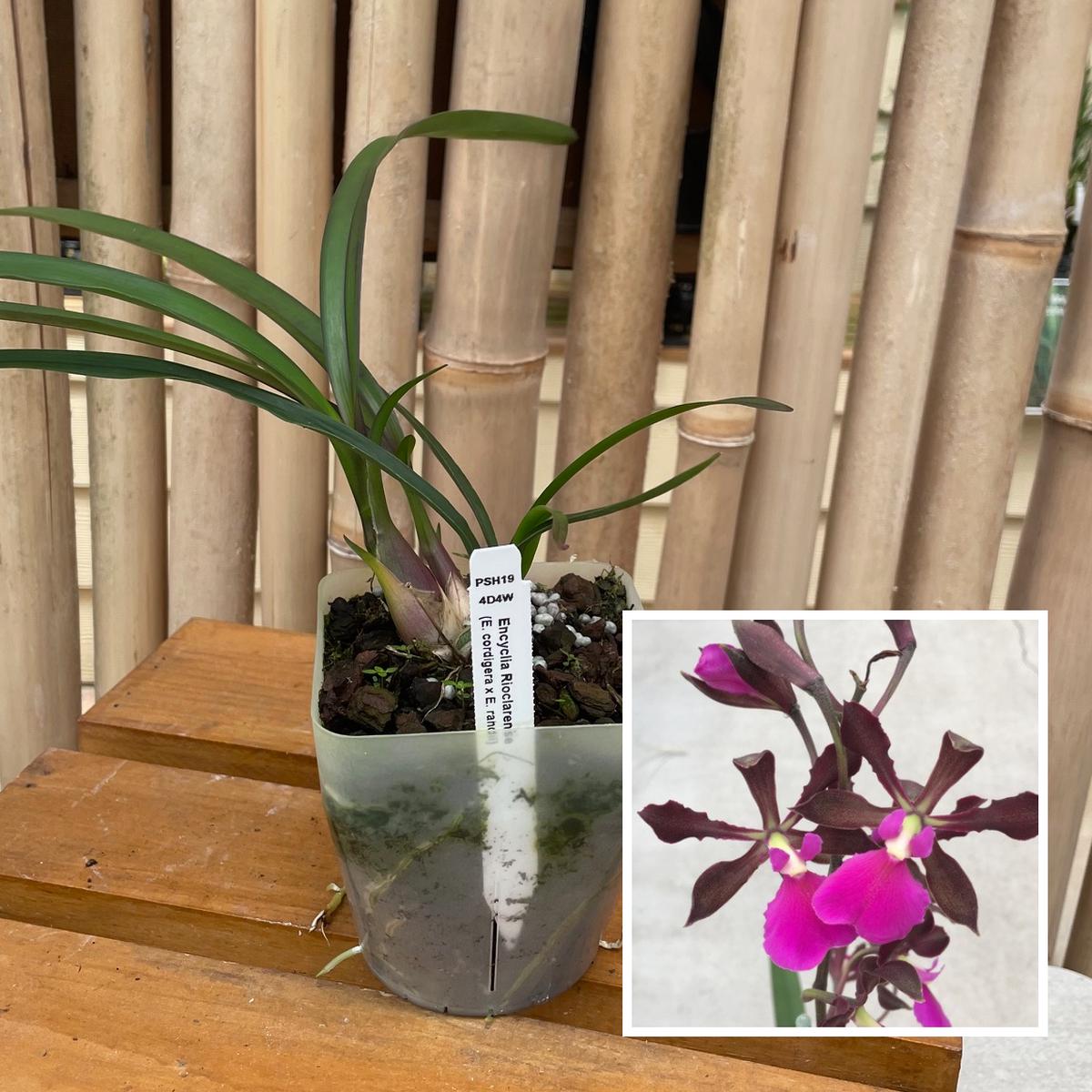 Encyclia Rioclarense  (4" Pot) - Not Blooming