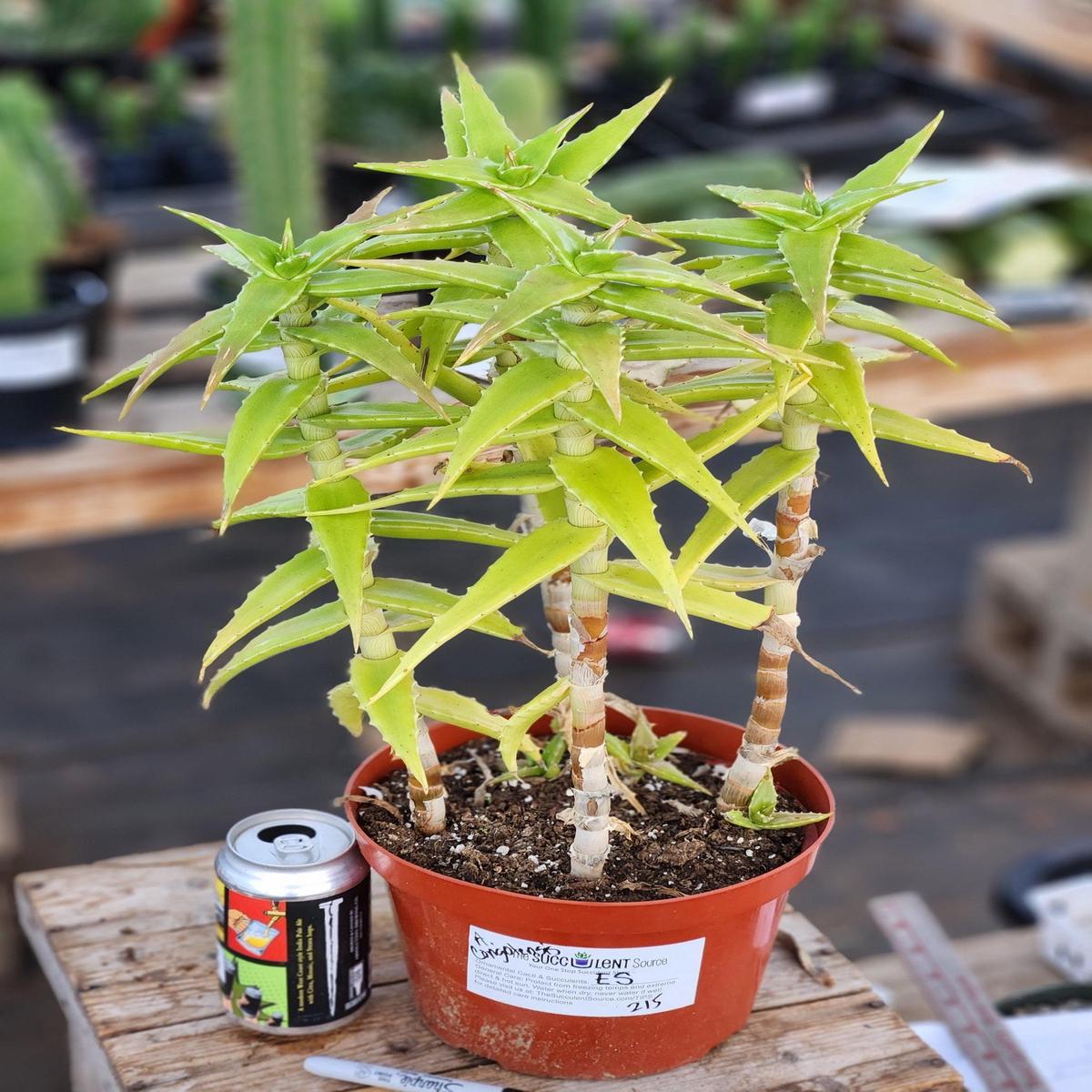 #ES21 EXACT Aloe Congolensis BIG