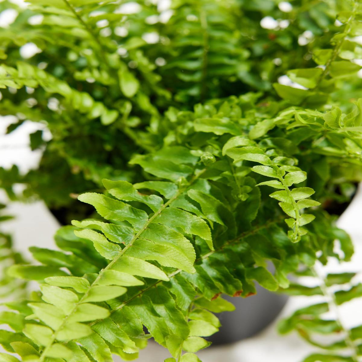Fern Chester
