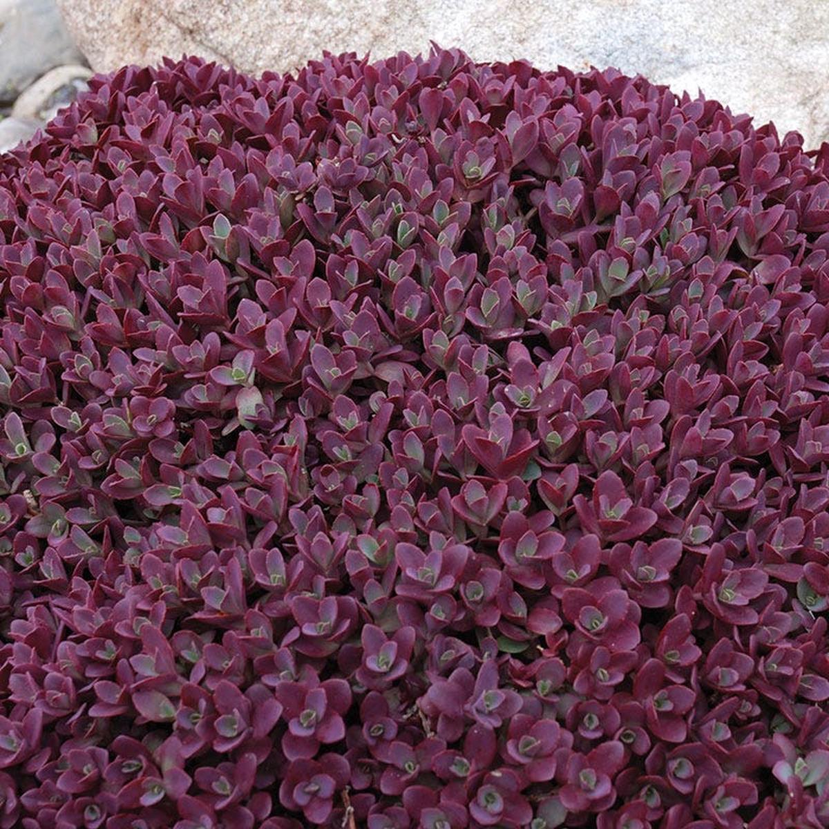 Firecracker Sedum