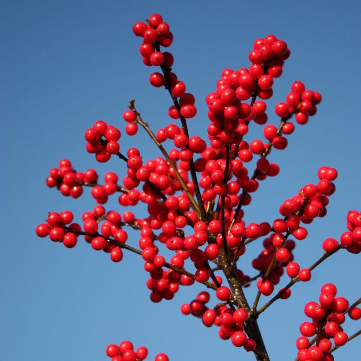 Magical Berry Winterberry