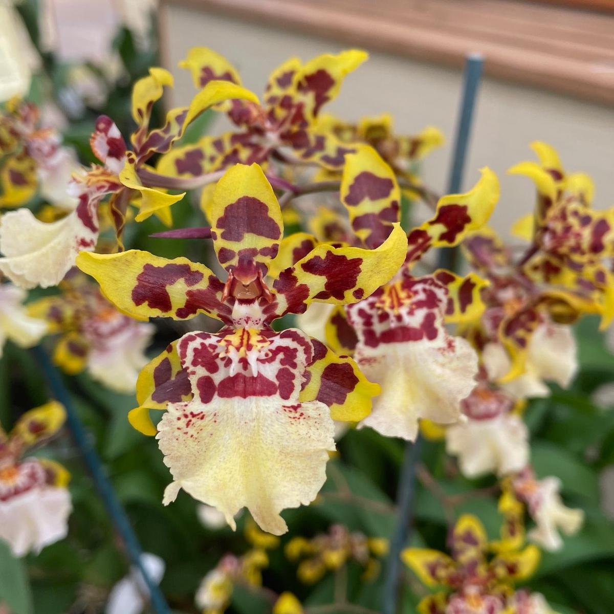 Oncidium Dorothy Wisnom 'Golden Gate' - 4" Pot (Buds)