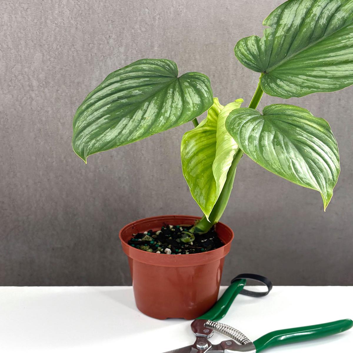 Philodendron Mamei Silver Notched and Blotched