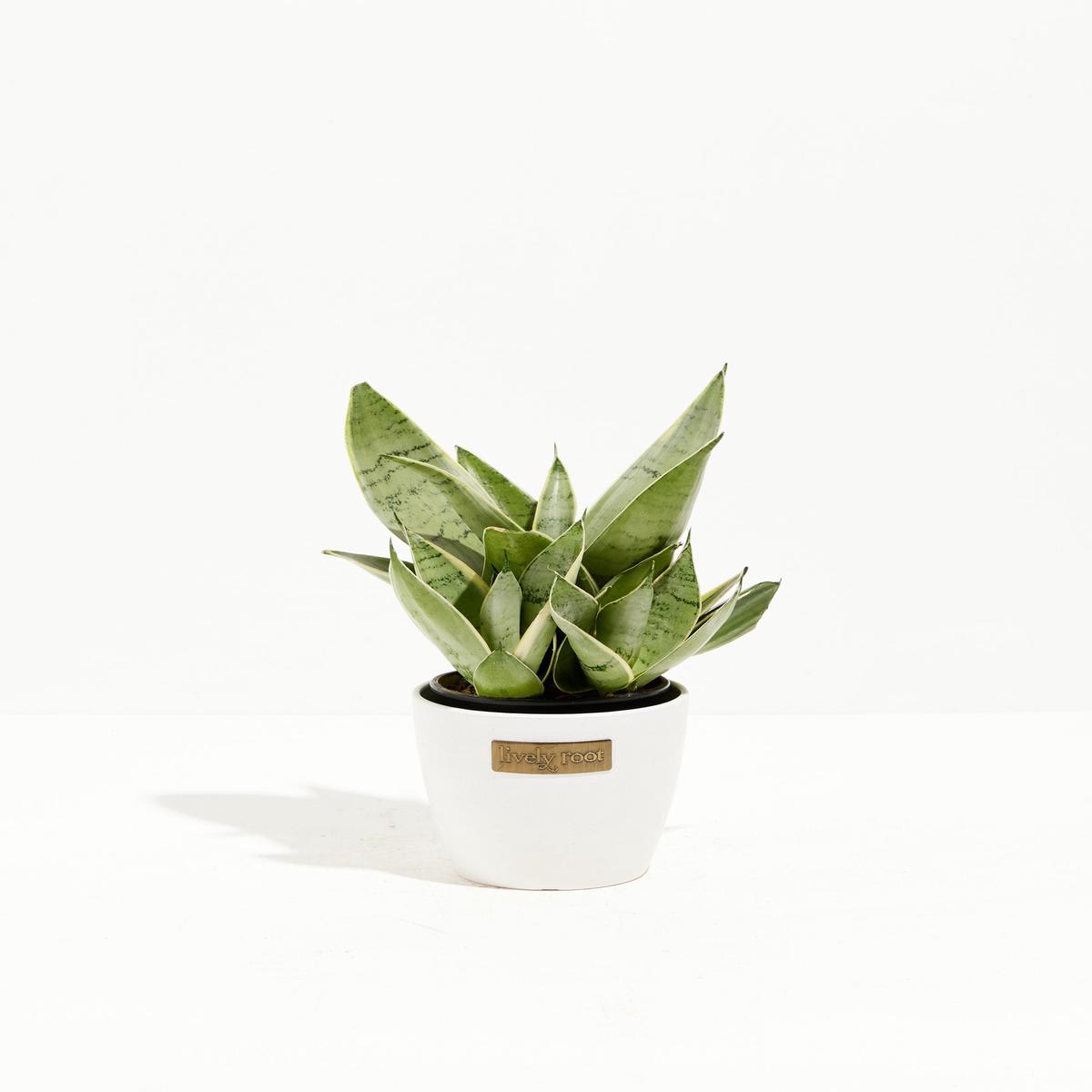 Sansevieria Night Owl