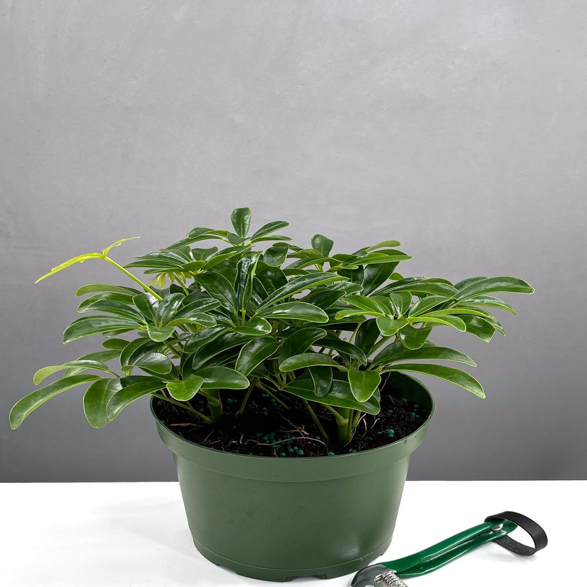 Schefflera Arboricola