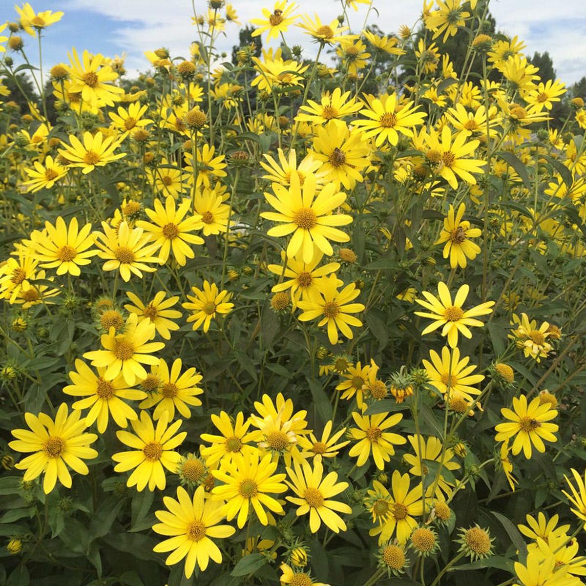 Undaunted Lemon Max Maximilian's Sunflower