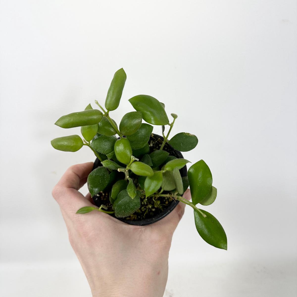 Z-5377 - Hoya aeschynanthoides