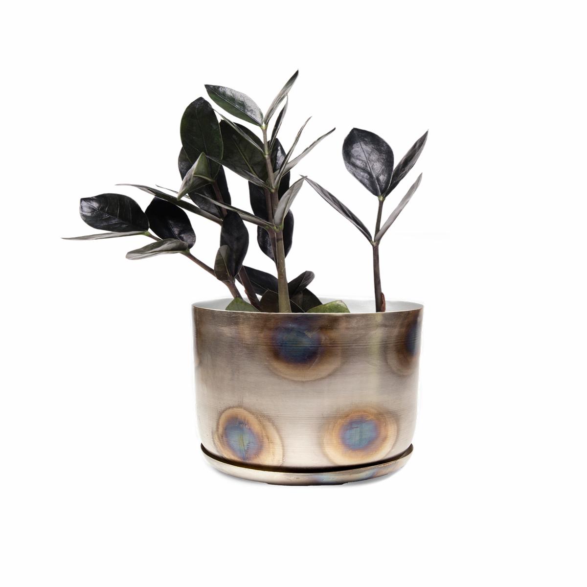 ZZ Plant 4 Inches - Potted