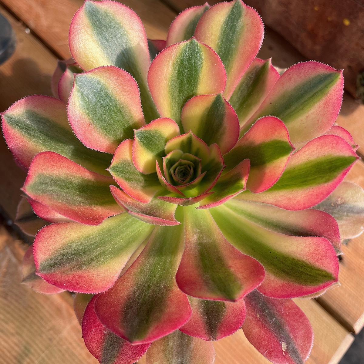 Aeonium VernaCutting 10cm