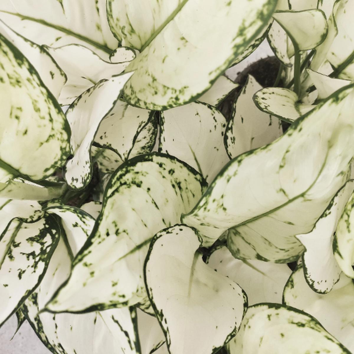 Aglaonema 'White Joy' - Blancheur Pure Extrme Rare